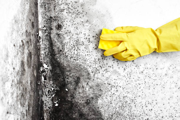 Best HVAC Mold Remediation in Crystal Lawns, IL