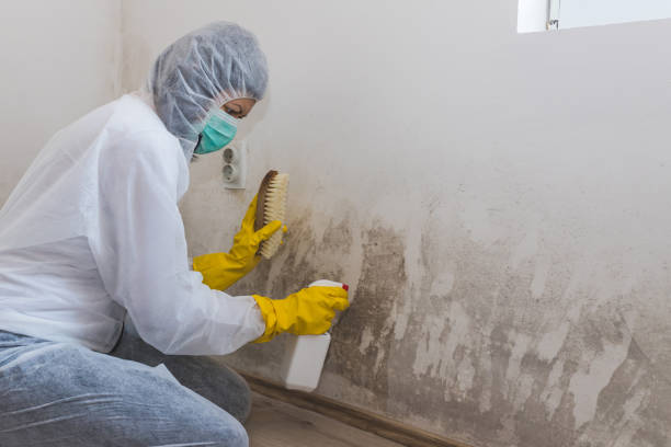 Best Health and Safety Mold Remediation in Crystal Lawns, IL