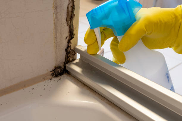 Best Attic Mold Remediation in Crystal Lawns, IL
