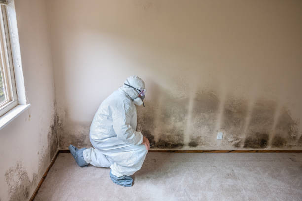 Best Black Mold Remediation in Crystal Lawns, IL