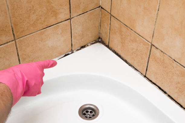 Best Post-Flood Mold Remediation in Crystal Lawns, IL